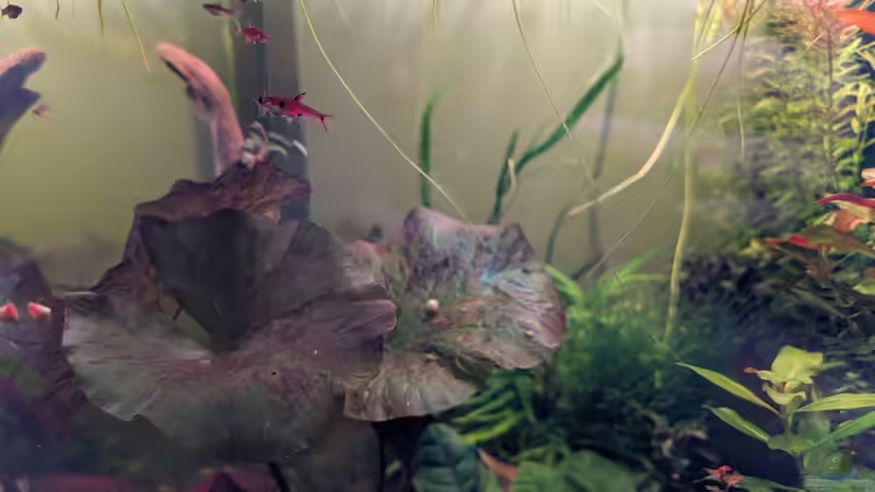 Boraras von Tobes (15)