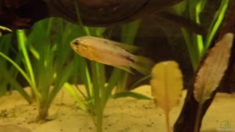 borelli  W von Timo Göhl (4)