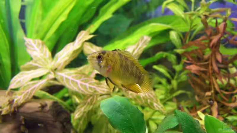 Borelli-Frau von Dani7 (14)