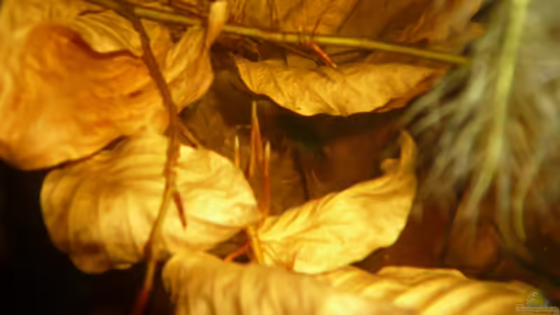 Borelli gesucht !!! von Cichlid Power (13)