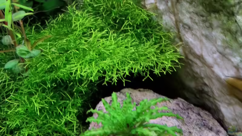 Borelli Höhle von SK Aquarienleben (43)