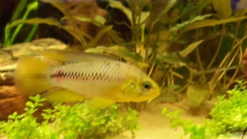 borelli M von Timo Göhl (5)