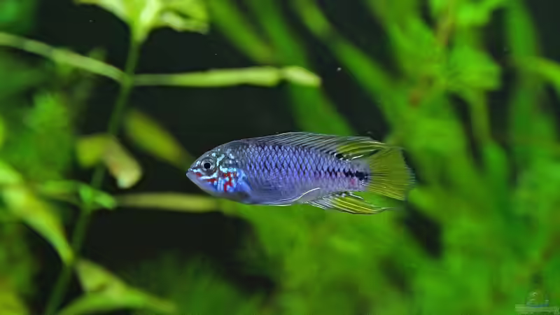 Borelli m von Z to the osel (13)