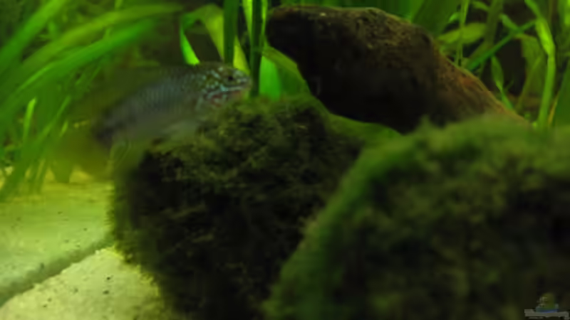 Borelli Mänchen von Kriki (8)