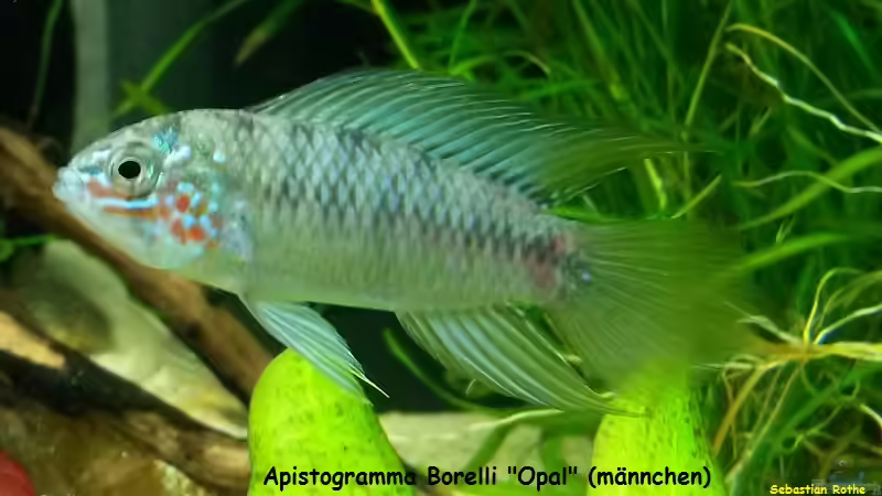 borelli männchen  von Basti Rothe (9)