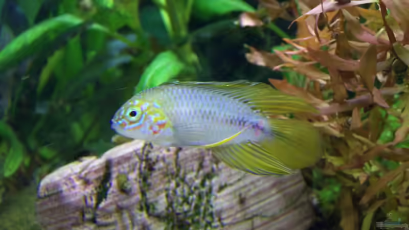 Borelli-Mann von Dani7 (13)