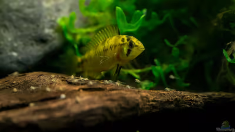 Borelli Nachwuchs von Finch (16)