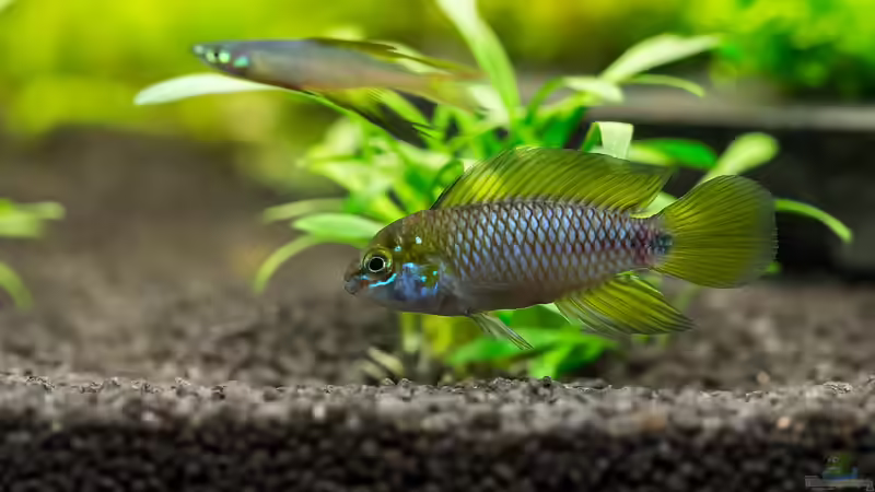 Borelli Opal von Finch (15)