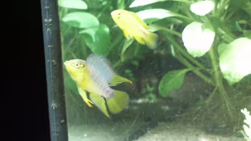 Borelli Pärchen von Dschinn (59)