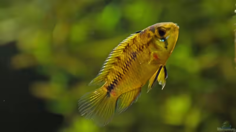 Borelli w von Z to the osel (14)