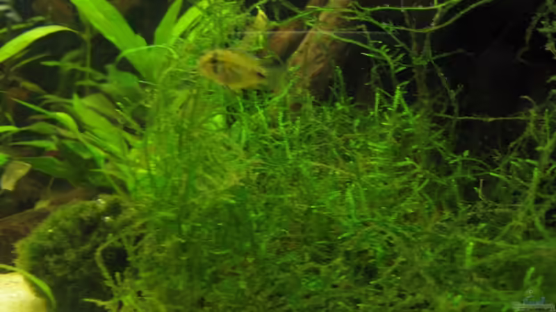 Borelli Weibchen von Kriki (7)