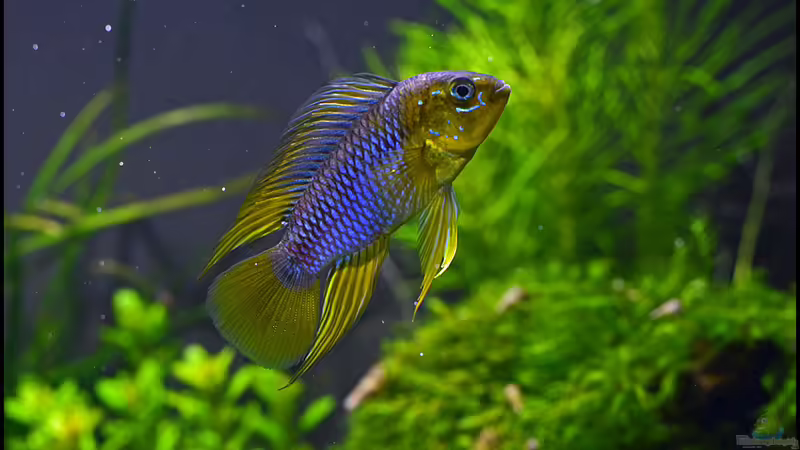 Borellii von Tuduhi (8)