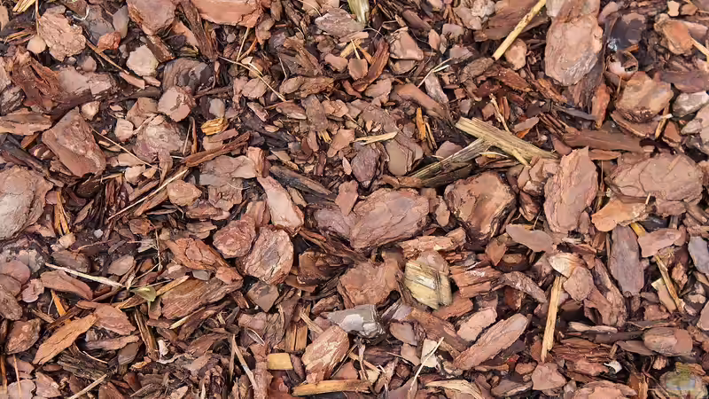 Borkenstreu im Terrarium: Natürliche Bodengestaltung für ein gesundes Ökosystem