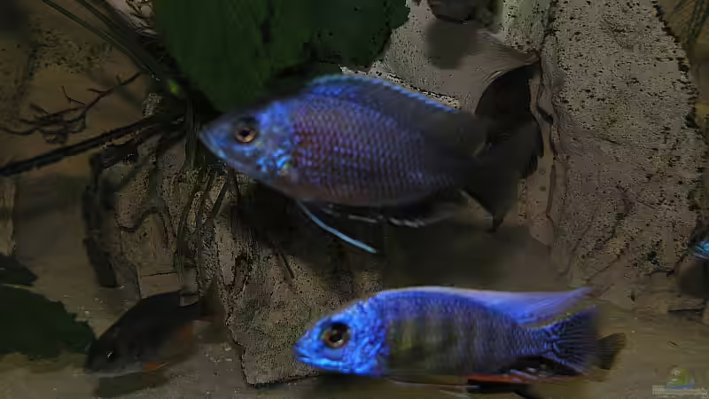 Borley Red fin oben und unten Nochmals ProtomelaTaiwan Reef von Mario Latschein (17)