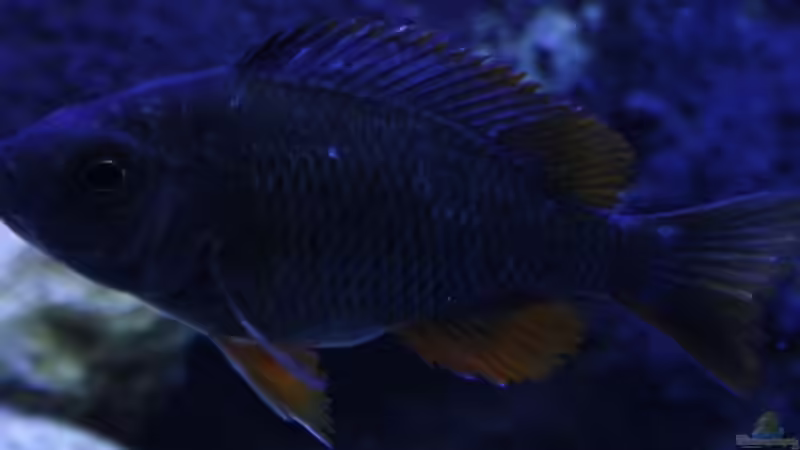 Borleyi Weib von Florian Bandhauer (61)