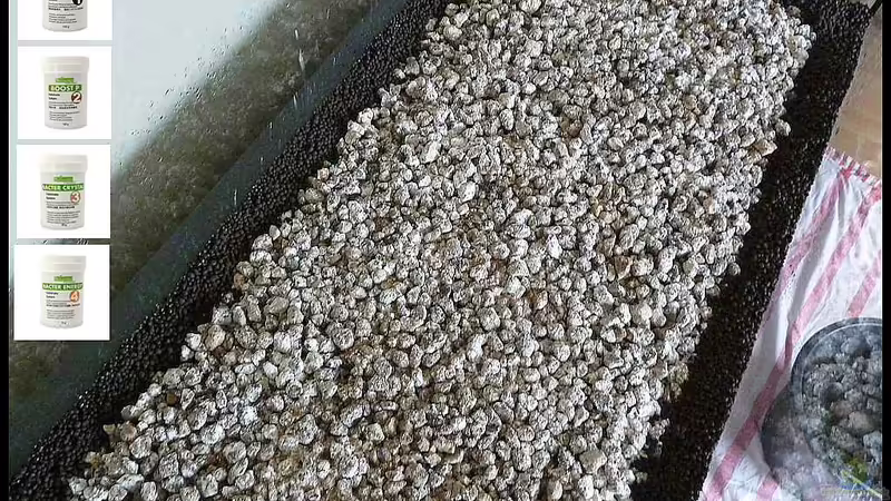 Borneo Pülverchen von Konzi (3)