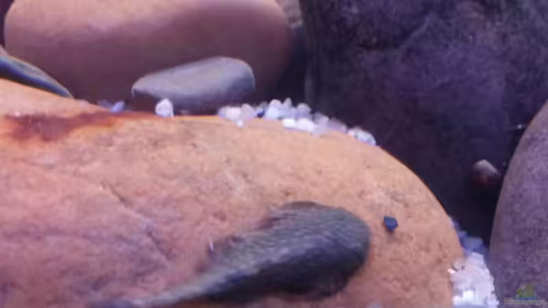 Borneoflossensauger  von Miss Kasimir (23)