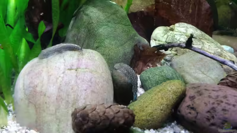 Borneoflossensauger  von Miss Kasimir (37)