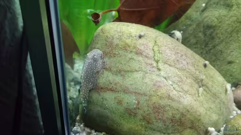 Borneoflossensauger  von Miss Kasimir (5)