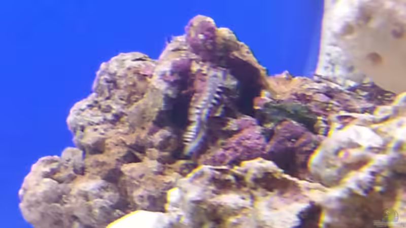 Borstenwurm von Bernd Pinkert (15)