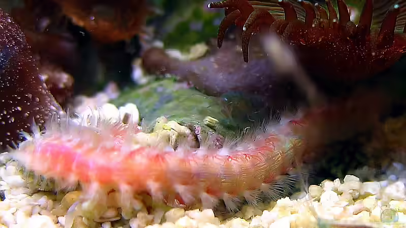 Borstenwurm von Petra Kallmeyer (14)