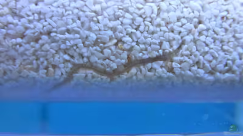 Borstenwurm von Summse (74)