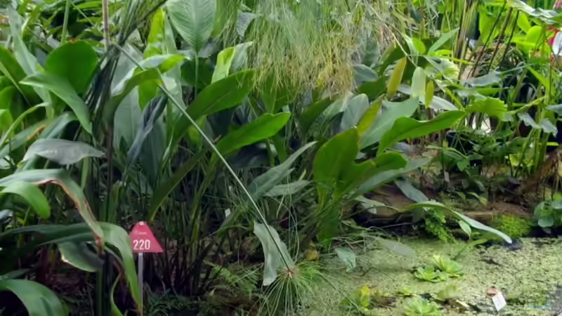 Botanischer Garten München Teil II
