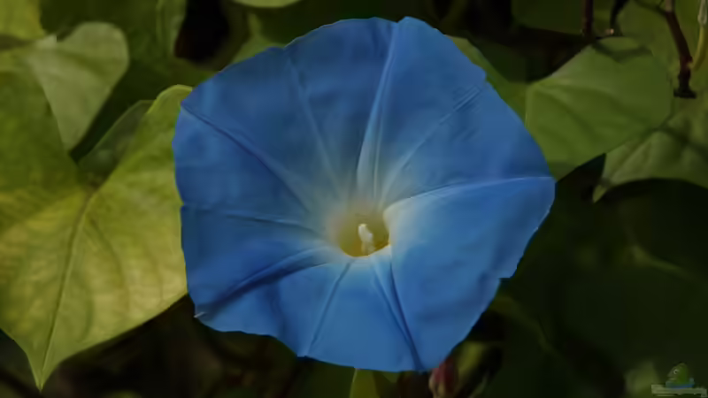 Botanischer Garten Regensburg - Ein grünes Paradies für Pflanzenliebhaber und Naturfreunde