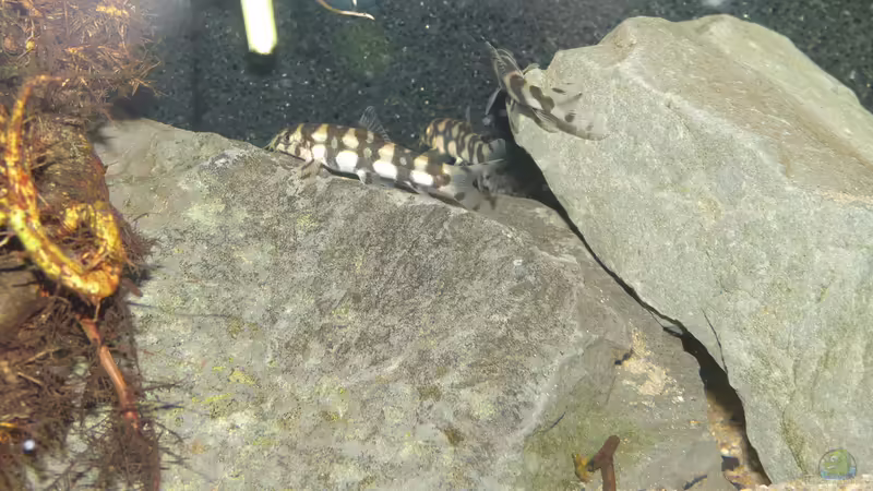 Botia kubotai 11/2015 von DerImperator (19)