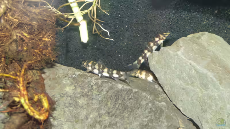 Botia kubotai 11/2015 von DerImperator (20)