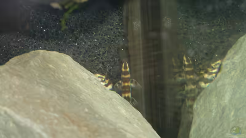 Botia kubotai 11/2015 von DerImperator (22)