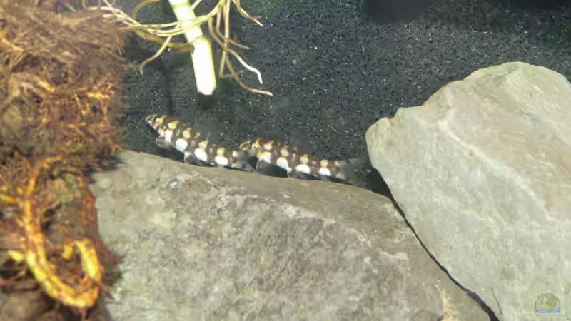 Aquarien mit Botia kubotai (Sternchenschmerle)