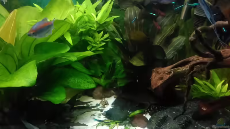 Botia kubotai Sternchenschmerlen von Grünhexe (174)