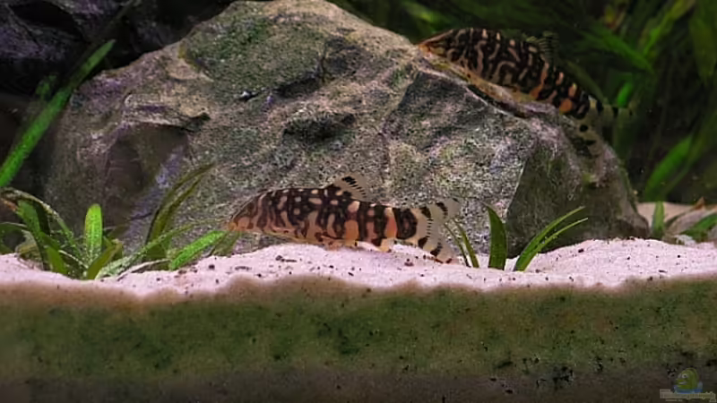 Botia rostrata im Aquarium halten (Einrichtungsbeispiele für Leiterschmerle)