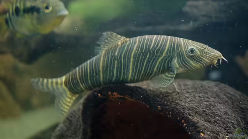 Botia striata im Aquarium halten (Einrichtungsbeispiele mit Zebra-Prachtschmerle)