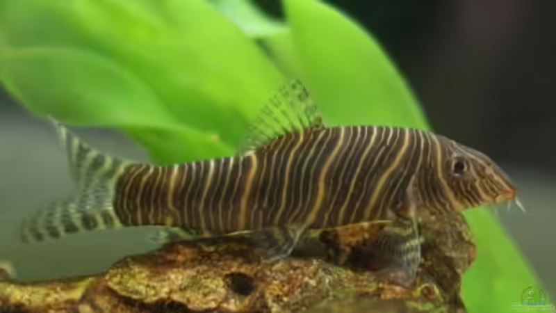 Botia Striata von Michael Seraph (28)