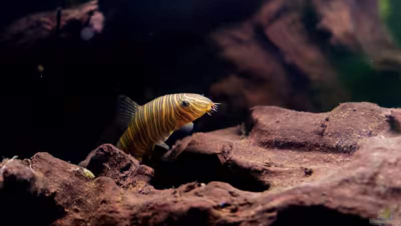 Botia striata im Aquarium halten (Einrichtungsbeispiele mit Zebra-Prachtschmerle)