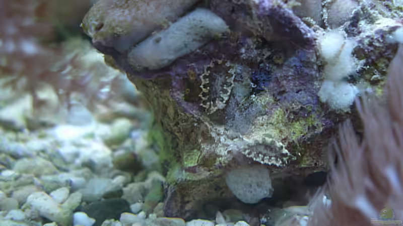 Botryllus schlosseri- Sternseescheide von hej kompisar (22)