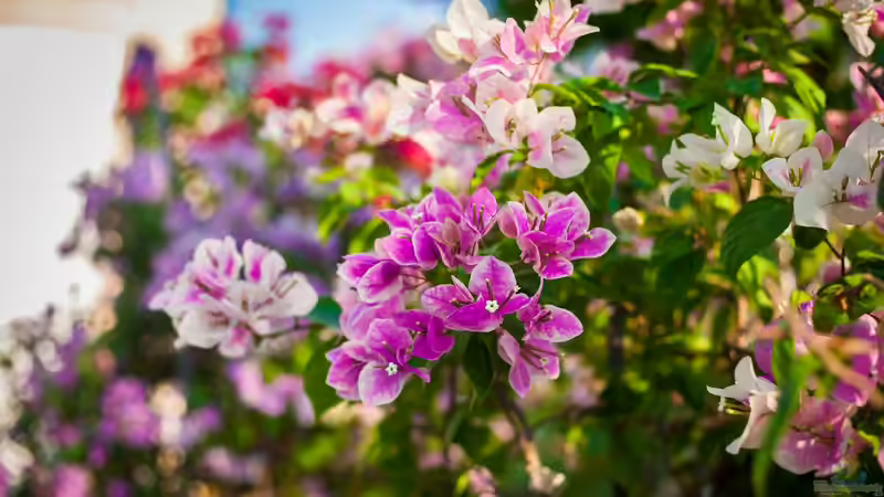 Bougainvillea: Das sind die Arten für Anfänger in der mediterranen Gartengestaltung