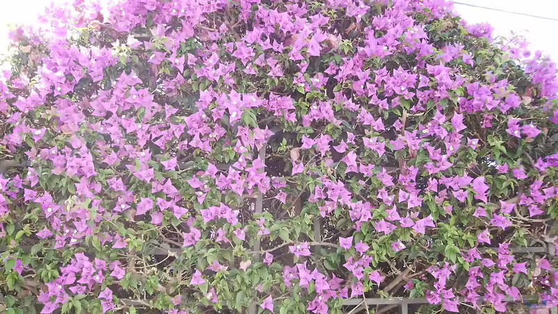 Bougainvillea-Pflege - So bleibt die Prachtpflanze das ganze Jahr gesund und blühfreudig