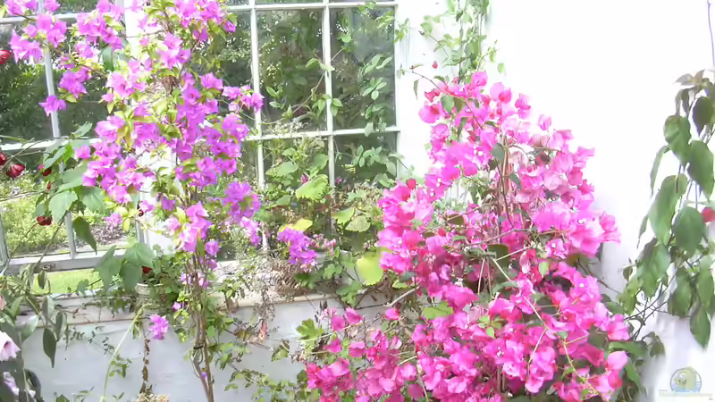 Bougainvillea-Pflege - So bleibt die Prachtpflanze das ganze Jahr gesund und blühfreudig