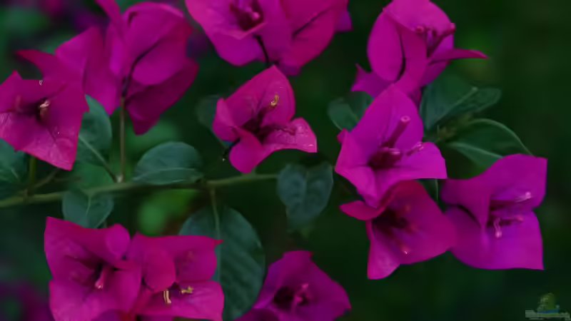 Bougainvillea-Pflege - So bleibt die Prachtpflanze das ganze Jahr gesund und blühfreudig