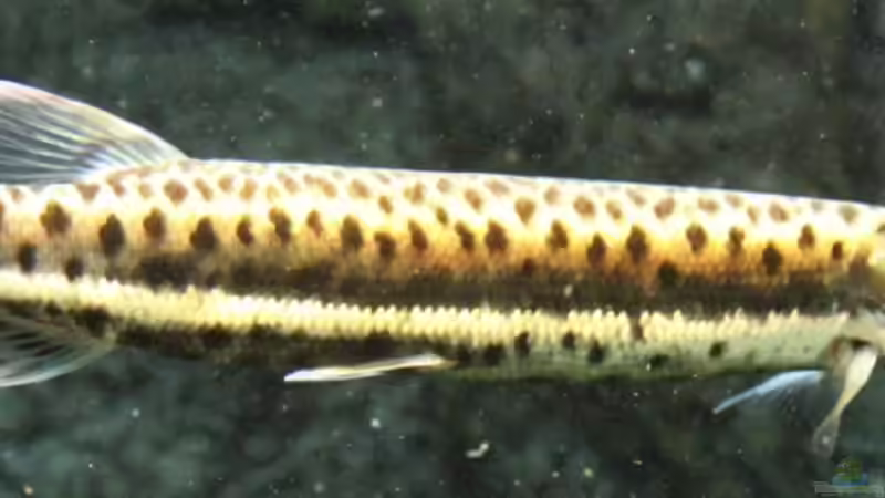 boulengerella maculata von AlexDhc (45)