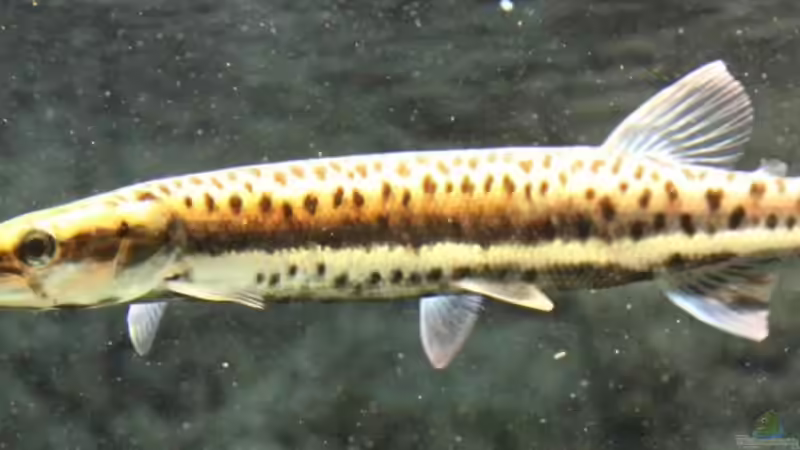 boulengerella maculata von AlexDhc (46)