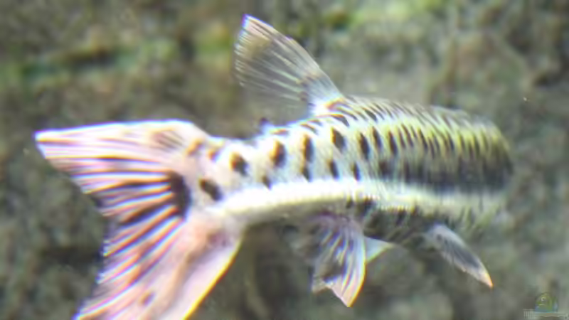 Aquarien für Boulengerella maculata (Gefleckter Hechtsalmler)