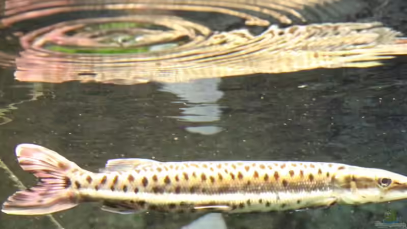 Aquarien für Boulengerella maculata (Gefleckter Hechtsalmler)
