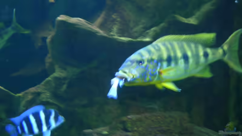 Boulengerochromis microlepis im Aquarium (Einrichtungsbeispiele für B. microlepis)