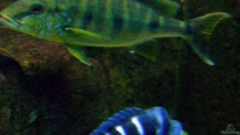 Boulengerochromis microlepis 50 - 60 cm mit einem 20 cm Frontosa von buschen-stahl.de (21)