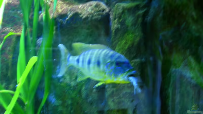 Boulengerochromis microlepis 50 - 60 cm von buschen-stahl.de (14)