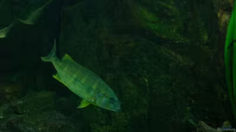 Boulengerochromis microlepis 50 - 60 cm von buschen-stahl.de (17)